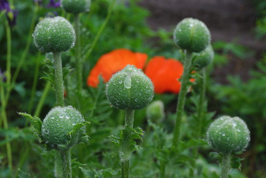 845522 (a): :2500x1670